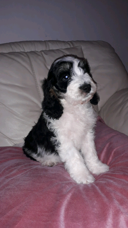 julius k9 harness cockapoo